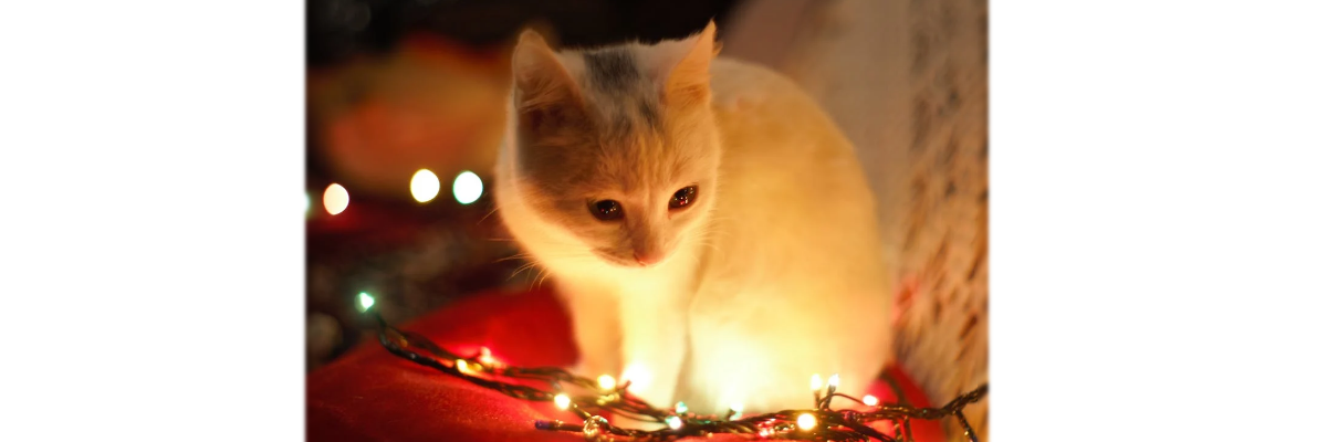 Photo of a kitten in the glow of festive lights.